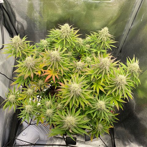 HubbaBubbaHaze growlog timeline photo