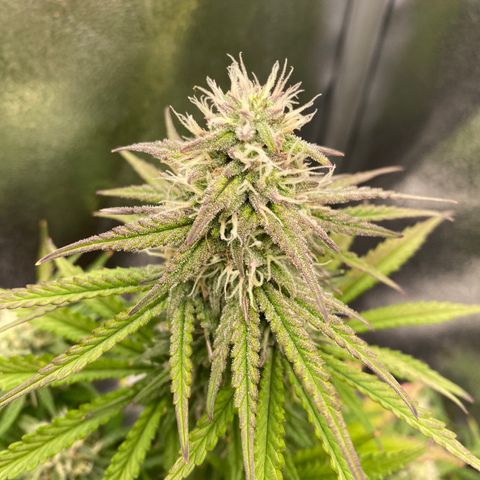 HubbaBubbaHaze growlog timeline photo