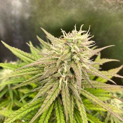HubbaBubbaHaze growlog timeline photo