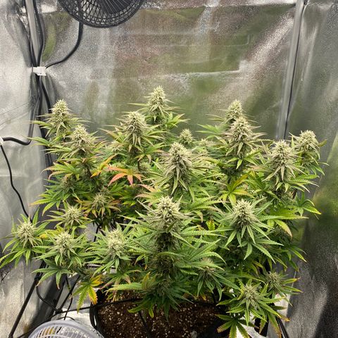 HubbaBubbaHaze growlog timeline photo