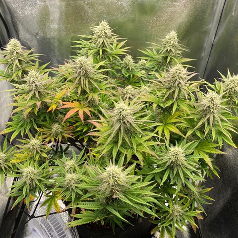 HubbaBubbaHaze growlog timeline photo