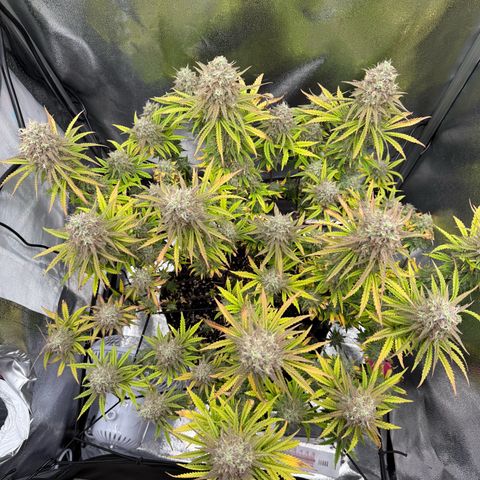 HubbaBubbaHaze growlog timeline photo
