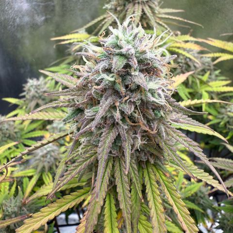 HubbaBubbaHaze growlog timeline photo