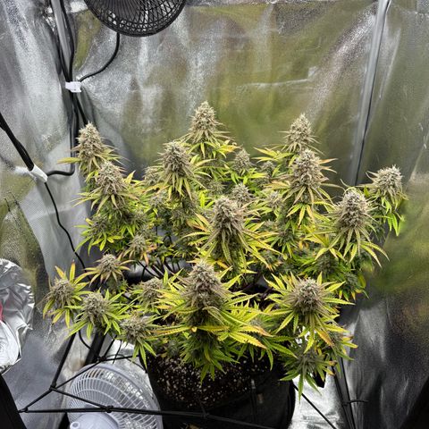 HubbaBubbaHaze growlog timeline photo