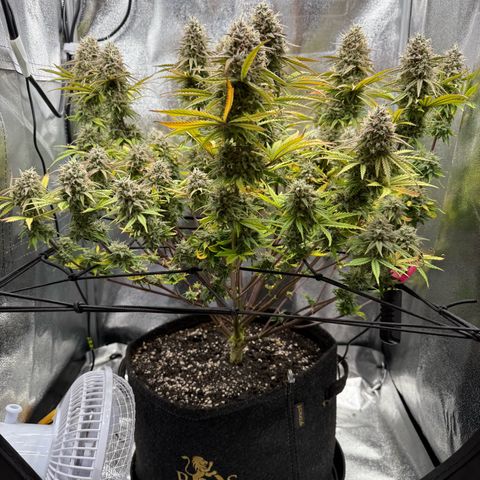HubbaBubbaHaze growlog timeline photo