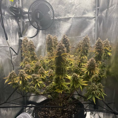 HubbaBubbaHaze growlog timeline photo