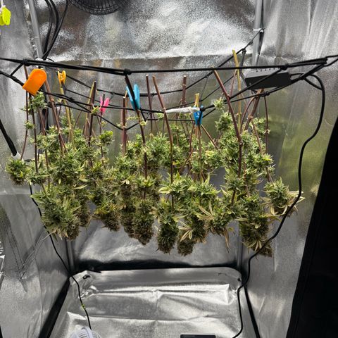 HubbaBubbaHaze growlog timeline photo