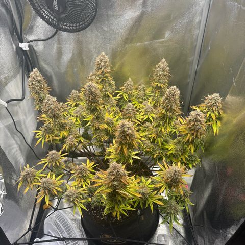 HubbaBubbaHaze growlog timeline photo