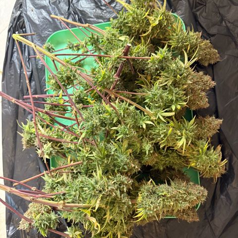 HubbaBubbaHaze growlog timeline photo