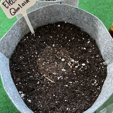Electric Qoolaid growlog timeline photo