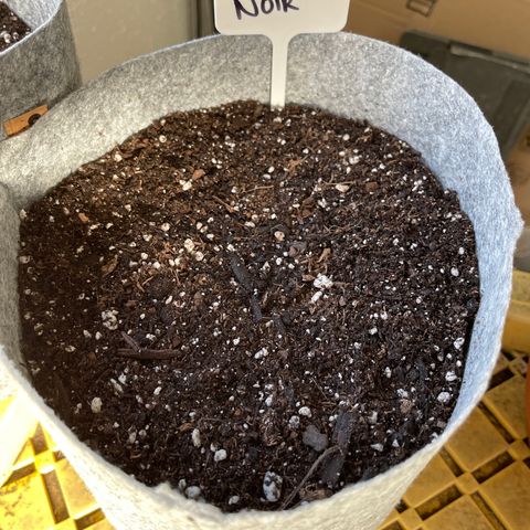 Pinot Noir growlog timeline photo