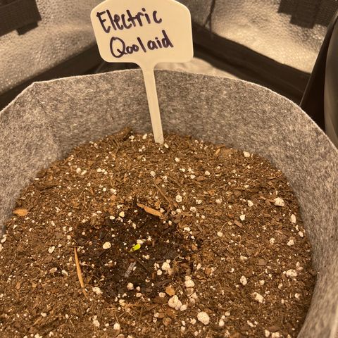 Electric Qoolaid growlog timeline photo