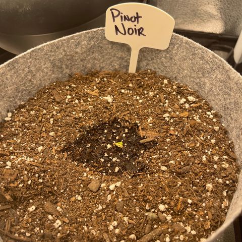 Pinot Noir growlog timeline photo