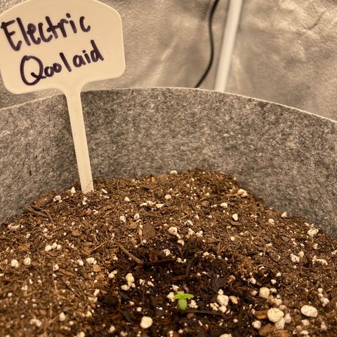 Electric Qoolaid growlog timeline photo