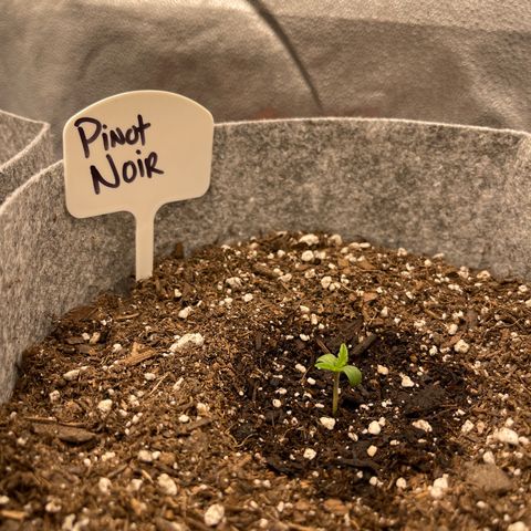 Pinot Noir growlog timeline photo