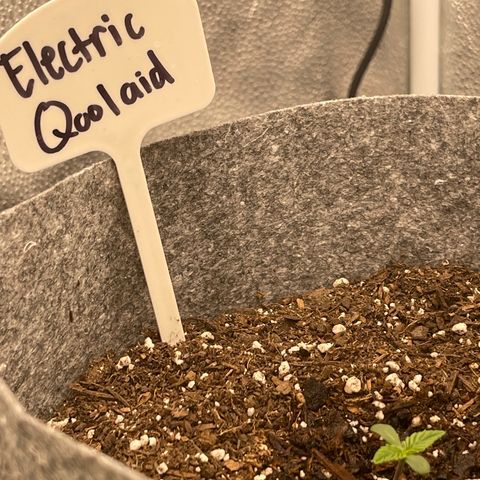 Electric Qoolaid growlog timeline photo