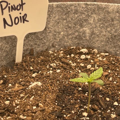 Pinot Noir growlog timeline photo