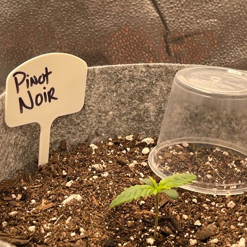 Pinot Noir growlog timeline photo