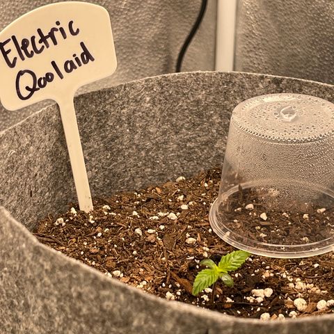 Electric Qoolaid growlog timeline photo