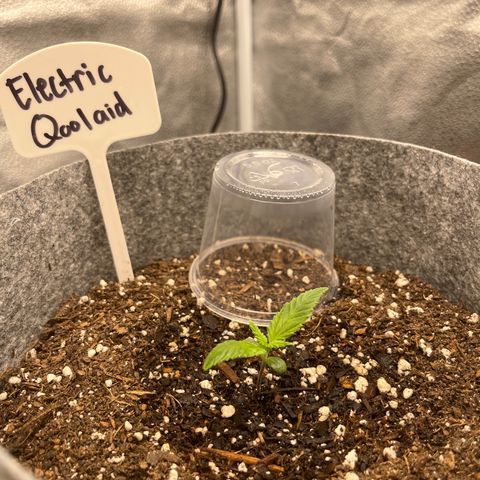 Electric Qoolaid growlog timeline photo