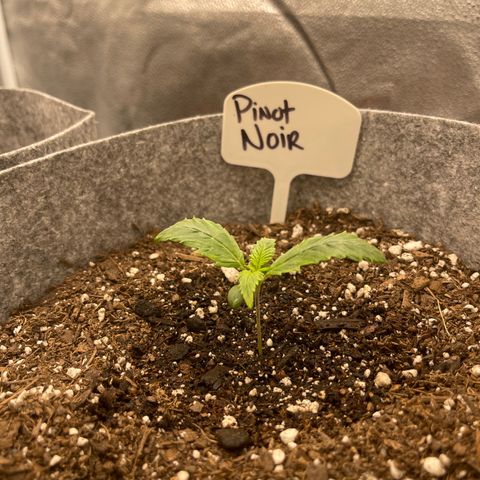 Pinot Noir growlog timeline photo