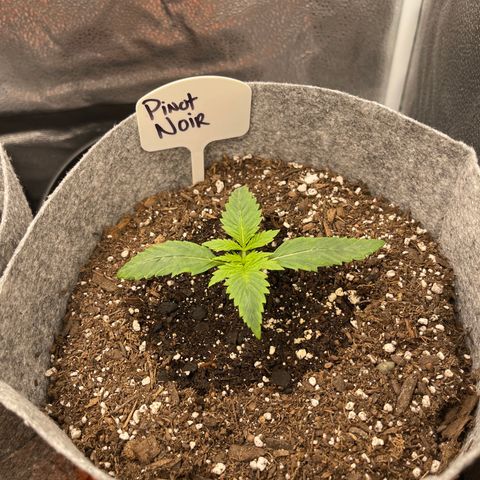 Pinot Noir growlog timeline photo