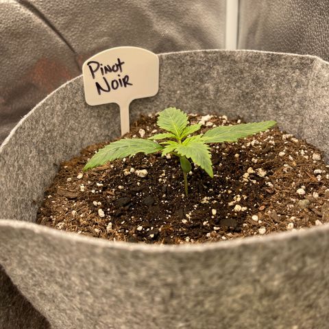 Pinot Noir growlog timeline photo
