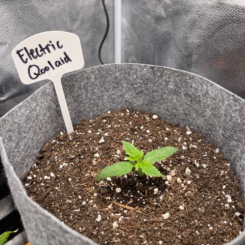 Electric Qoolaid growlog timeline photo