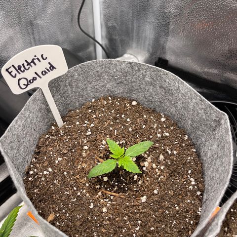 Electric Qoolaid growlog timeline photo