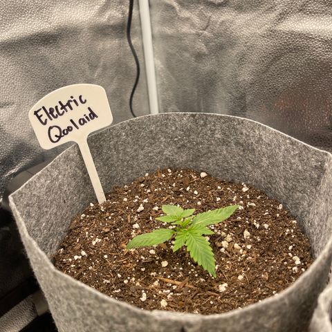 Electric Qoolaid growlog timeline photo