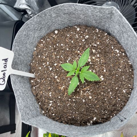 Electric Qoolaid growlog timeline photo
