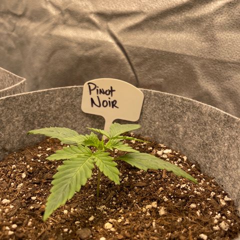 Pinot Noir growlog timeline photo