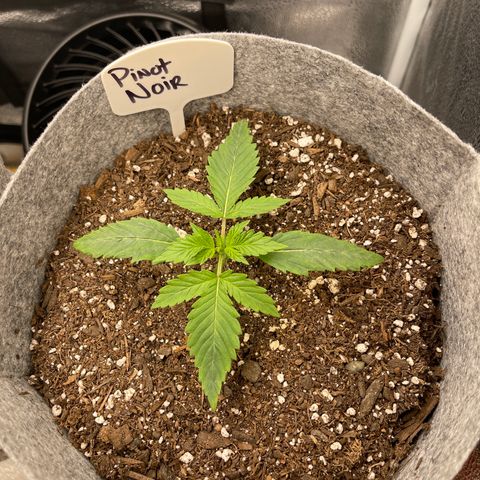 Pinot Noir growlog timeline photo