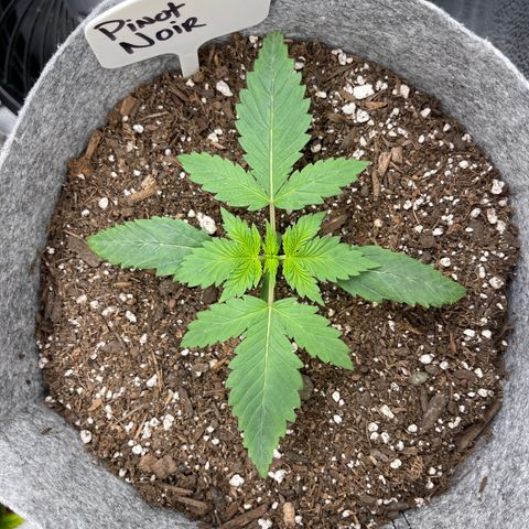 Pinot Noir growlog timeline photo