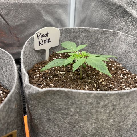 Pinot Noir growlog timeline photo