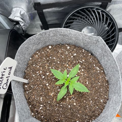 Electric Qoolaid growlog timeline photo