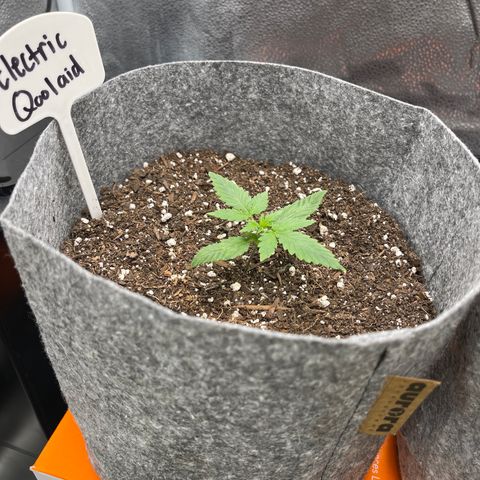 Electric Qoolaid growlog timeline photo