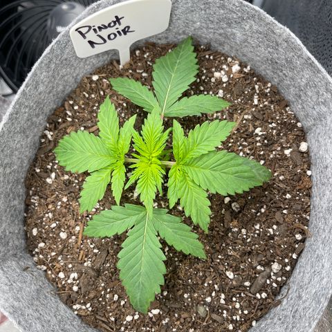 Pinot Noir growlog timeline photo