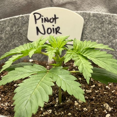 Pinot Noir growlog timeline photo