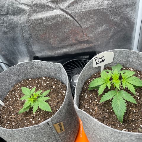 Pinot Noir growlog timeline photo