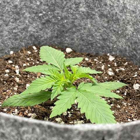 Electric Qoolaid growlog timeline photo