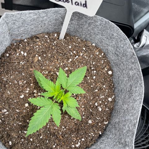Electric Qoolaid growlog timeline photo
