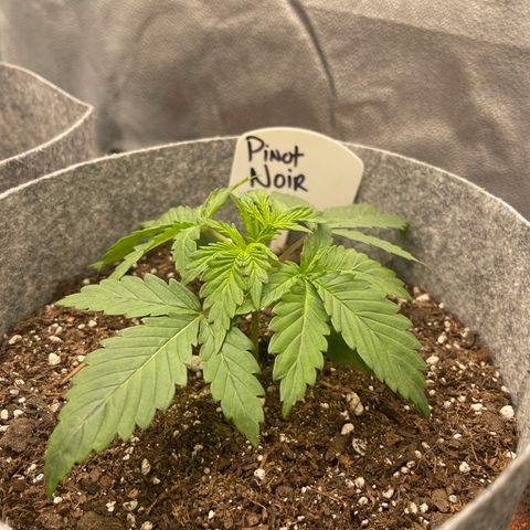 Pinot Noir growlog timeline photo