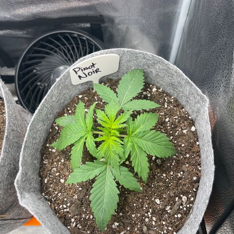 Pinot Noir growlog timeline photo