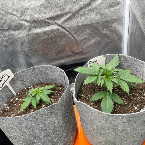 Electric Qoolaid growlog timeline photo
