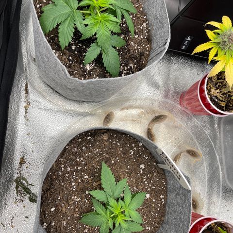Electric Qoolaid growlog timeline photo