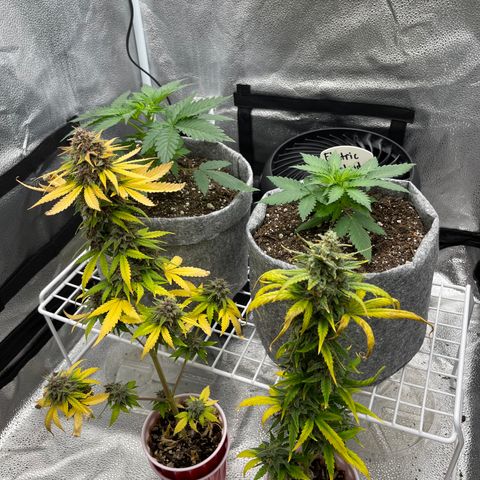 Electric Qoolaid growlog timeline photo