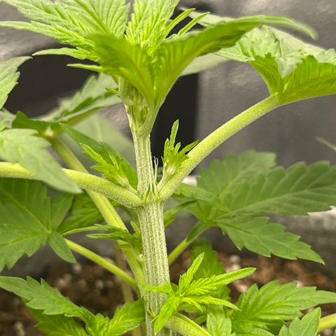 Pinot Noir growlog timeline photo