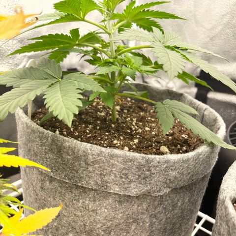 Pinot Noir growlog timeline photo