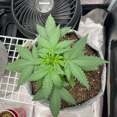 Electric Qoolaid growlog timeline photo